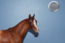 Load image into Gallery viewer, Copper Stars-FCM with Roached Mane-Ideal Stock Horse (ISH)-Peter Stone