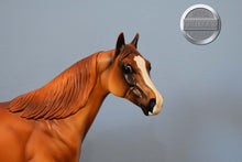Load image into Gallery viewer, Streak Macktavish-Ideal Stock Horse (ISH)-Peter Stone