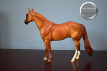 Load image into Gallery viewer, Streak Macktavish-Ideal Stock Horse (ISH)-Peter Stone