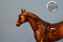 Load image into Gallery viewer, Impressive Spice-Judges Model-LE of 10-Ideal Stock Horse (ISH)-Peter Stone
