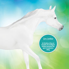 Load image into Gallery viewer, Grey Arabian-Prancing Arabian Mare Mold-New in Box-Breyer Classic-PRE ORDER