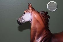 Load image into Gallery viewer, Kehinde-Collector Club Exclusive-American Saddlebred Mold-Breyer Traditional
