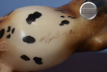 Load image into Gallery viewer, Wind Dancer-LE of 30-Jackie Turner Customization-Thoroughbred Mold-Peter Stone
