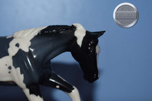 Load image into Gallery viewer, Poco Grande-LE 12-Pebbles-Stock Horse-Peter Stone
