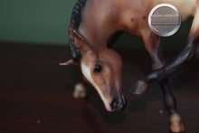 Load image into Gallery viewer, Buster and Brandi-Lying Foal and Scratching Foal Mold-Breyer Traditional