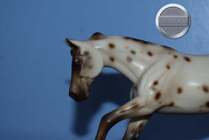 UNKNOWN NAME-Appaloosa Pebbles Stockhorse-Peter Stone