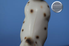 Load image into Gallery viewer, UNKNOWN NAME-Appaloosa Pebbles Stockhorse-Peter Stone