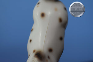 UNKNOWN NAME-Appaloosa Pebbles Stockhorse-Peter Stone