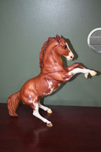 Load image into Gallery viewer, Chestnut Pinto 70th Anniversary Mustang-Matte-Fighting Stallion Mold-Breyer Traditional