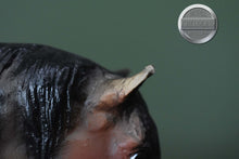 Load image into Gallery viewer, Let's Go Riding Western-Horse ONLY-Foundation Stallion Mold-Breyer Traditional