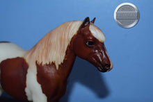 Load image into Gallery viewer, Best of British Pony-Shetland Pony Mold-Breyer Traditional