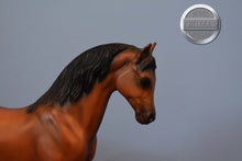 Load image into Gallery viewer, Bay Family Arabian Stallion-FAS Mold-Breyer Traditional