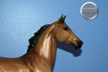 Load image into Gallery viewer, Akhal Teke-Lonesome Glory Mold-Breyer Traditional