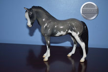 Load image into Gallery viewer, Custom Grey Splash Pinto with Dapples on the Bouncer Mold-Breyer Traditional