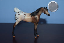 Load image into Gallery viewer, FCM Mini Me Omar-LE of 15-Arabian Chip-Peter Stone Chip
