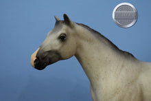 Load image into Gallery viewer, Flea Bit Grey-From Treasure Hunt-Short Tail-Lady Phase Mold-Breyer Traditional