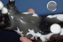 Load image into Gallery viewer, Custom Grey Splash Pinto with Dapples on the Bouncer Mold-Breyer Traditional