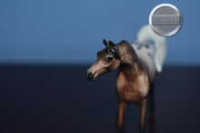 Load image into Gallery viewer, FCM Mini Me Omar-LE of 15-Arabian Chip-Peter Stone Chip