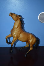 Load image into Gallery viewer, Diablo-Buckskin Mustang-Semi Rearing Mold-Breyer Traditional