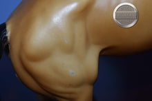 Load image into Gallery viewer, Diablo-Buckskin Mustang-Semi Rearing Mold-Breyer Traditional