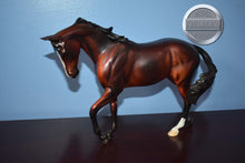 Load image into Gallery viewer, Captain Wentworth-EQ SR of 10-FCM Thoroughbred-Peter Stone