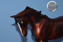 Load image into Gallery viewer, Captain Wentworth-EQ SR of 10-FCM Thoroughbred-Peter Stone