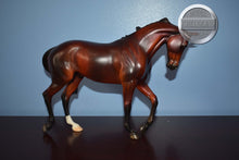 Load image into Gallery viewer, Captain Wentworth-EQ SR of 10-FCM Thoroughbred-Peter Stone