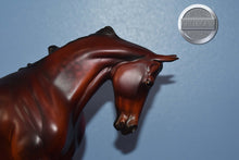 Load image into Gallery viewer, Captain Wentworth-EQ SR of 10-FCM Thoroughbred-Peter Stone