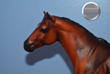 Load image into Gallery viewer, Quarter Horse-Short Tail Version-Lady Phase Mold-Breyer Traditional