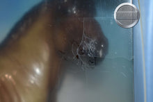 Load image into Gallery viewer, Glossy Theo-Appreciation Event Exclusive-Ardennes Stallion Mold-New in Box-Breyer Traditional