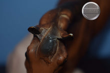 Load image into Gallery viewer, Guy McLean's Nugget-Stock Horse Stallion Mold-Breyer Traditional