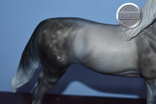 Load image into Gallery viewer, XFCM Dapple Grey Arabian (Unknown Name)-OOAK?-Arabian Mold-Peter Stone