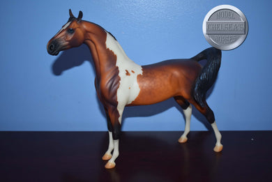 Zion-GELDING-XFCM Arabian to Saddlebred Mold-Peter Stone
