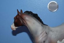Load image into Gallery viewer, Doug-OOAK-Matte-Ideal Stock Horse Mold-Peter Stone