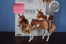 Load image into Gallery viewer, Winifred-No Bag-Premier Club Exclusive-Mule Mold-Breyer Traditional