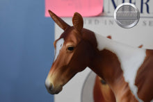 Load image into Gallery viewer, Winifred-No Bag-Premier Club Exclusive-Mule Mold-Breyer Traditional