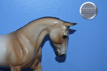 Load image into Gallery viewer, Buckskin Appaloosa DAH-XFCM-Palouse-Peter Stone