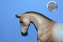 Load image into Gallery viewer, Buckskin Appaloosa DAH-XFCM-Palouse-Peter Stone