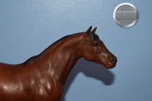 Load image into Gallery viewer, Chestnut Appaloosa POA-Pony of America Mold-Breyer Traditional