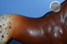 Load image into Gallery viewer, Chestnut Appaloosa POA-Pony of America Mold-Breyer Traditional