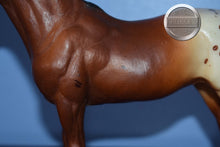 Load image into Gallery viewer, Chestnut Appaloosa POA-Pony of America Mold-Breyer Traditional