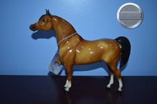 Load image into Gallery viewer, Dune-Proud Arabian Stallion Mold-Breyer Traditional