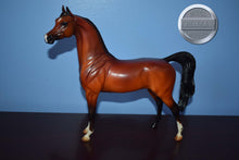 Load image into Gallery viewer, Zee Sandy Bay AKA Scout-Arabian-Peter Stone