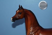 Load image into Gallery viewer, Zee Sandy Bay AKA Scout-Arabian-Peter Stone