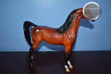 Load image into Gallery viewer, Zee Sandy Bay AKA Scout-Arabian-Peter Stone