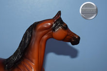 Load image into Gallery viewer, Zee Sandy Bay AKA Scout-Arabian-Peter Stone