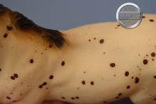 Load image into Gallery viewer, Appaloosa Sport Horse-Morganglanz Mold-Breyer Traditional
