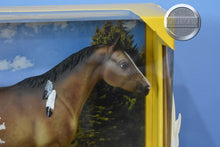 Load image into Gallery viewer, Appaloosa Indian Pony-New in Box-Appaloosa Performance Horse Mold-Breyer Traditional