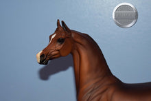 Load image into Gallery viewer, Unknown Name-Chestnut Arabian-Matte-Peter Stone