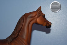 Load image into Gallery viewer, Unknown Name-Chestnut Arabian-Matte-Peter Stone